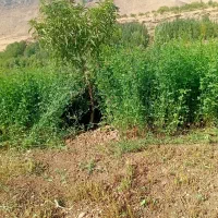 یونجه خشک تازه