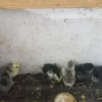 جوجه گلین بدون پر رنگی