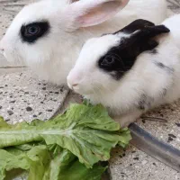 خرگوش خوشحال