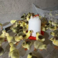 جوجه غاز|حیوانات مزرعه|اصفهان, کوی امام|دیوار