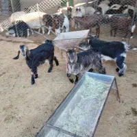 بزغاله‌چاق|حیوانات مزرعه|مهران (ایلام), |دیوار