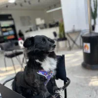 سگ مشکی گمشده|حیوانات|محمدیه-قزوین, |دیوار