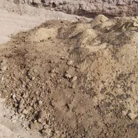 کود مرغ      وگوسفندی