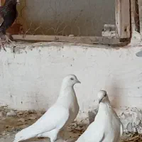 تهرانی گشتی