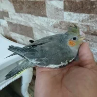 جوجه سرلاکی عروس هلندی ویک کوتوله ماده مولد