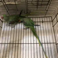 دنیای گیرینچیک.عروسهلندی.شاه طوطی|پرنده|اندیشه, شهرک مریم|دیوار