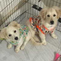 دو عدد سگ میکس شیتزو اشپیتزر|سگ|رشت, کوی حسینی|دیوار