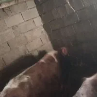 فروش دو عدد گاو نر|حیوانات مزرعه|اصلاندوز, |دیوار