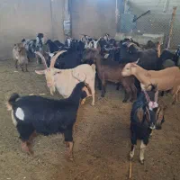 ۳۰راس بز کولار کیلوی