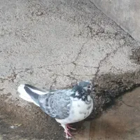 سوسکی سینه باز دوم سفید گوم شده