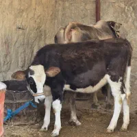 گاو آبستن با یک گوساله ۸ ماه