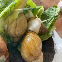 حلزون اچیتا