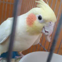 عروس هلندی|پرنده|پاکدشت, پاکدشت (مامازند)|دیوار