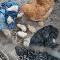 9جوجه برهما 4روزه سالم سوزن خوره