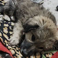 سگ شیتزو|سگ|اهواز, زرگان|دیوار