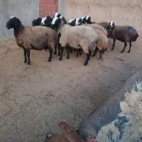 گوسفند شال
