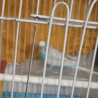 مرغ عشق|پرنده|اصفهان, لیمجیر|دیوار