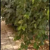 فروش خانه ویلایی 250متری بهترین لوکیشن فولادشهر B4