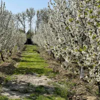 500-باغچه-خفن-واسه-کاسبی-پر-سود