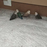 چهار تا طوطی برزیلی زیبا وبازیگوش|پرنده|بهار, |دیوار