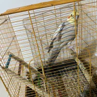 عروس هلندی بالغ نر