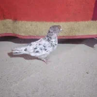 کبوتر  سرور هفت رنگ،  معاضه با عروس هلندی