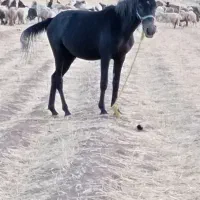 اسب مادیون|اسب و تجهیزات اسبسواری|پاسارگاد, |دیوار