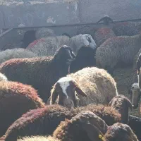 میش بره قوچ