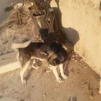 یک سگ گرگی خوشگل خوش قواره