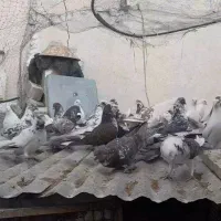 ۴۵ عدد کبوتر|پرنده|رودهن, |دیوار