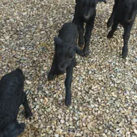 2رس‌بره‌شیری‌عالی