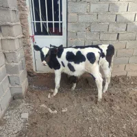 گوساله ۱عدد نر ۱عدد ماده هردو ۴ماهه