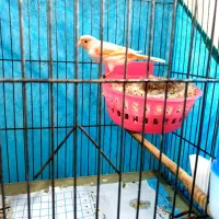 جفت قناری موزاییکی اورجینال باتخم|پرنده|تهران, جوادیه تهرانپارس|دیوار