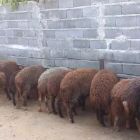 بره چاق عالی برای قربانی کردن