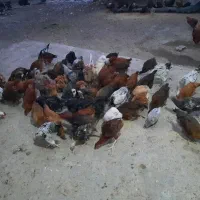 فروش مرغ و خروس محلی اصیل نیمچه اصل اصل|حیوانات مزرعه|گرگان, |دیوار