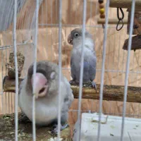 یک جفت کوتوله