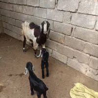 بز مطفل او ابستن