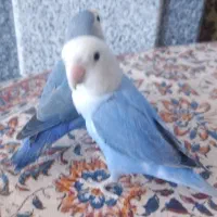 طوطی کتوله رام رام|پرنده|زرند, |دیوار