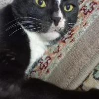 واگذاری گربه|گربه|مشهد, فاطمیه|دیوار