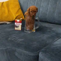 توله مینیاتور پودل ابریکات نقد و اقساط|سگ|تهران, وردآورد|دیوار