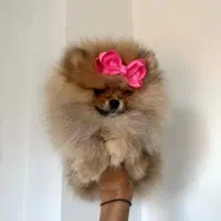 سگ توله پامر پامرانین خرسی پرتقالی 3 ماه