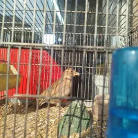 فروش پرنده سره قناری