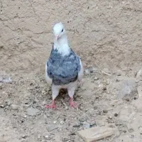 کبوتر