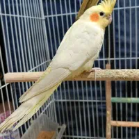 عروس هلندی ماده