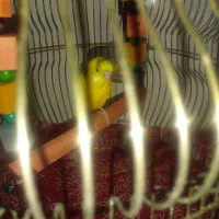 فروش عروس هلندی ، فنچ، مرغ عشق|پرنده|ابهر, |دیوار