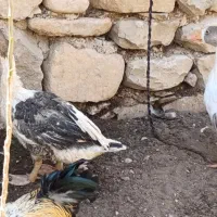 غاز|حیوانات مزرعه|مسجد سلیمان, |دیوار