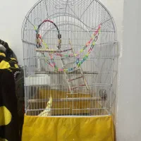 عروس هلندی|پرنده|جوانرود, |دیوار