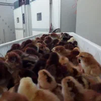 جوجه مرغ محلی نژاد گلپایگانی