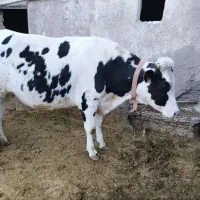 گاو تلیسه|حیوانات مزرعه|قوچان, |دیوار