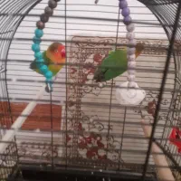 یک جفت طوطی  برزیلی  کوتله ویک جفت طوطی عروس